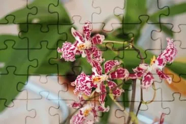 orquidea jigsaw puzzle