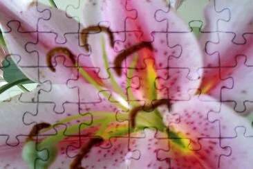 liirio mixto jigsaw puzzle
