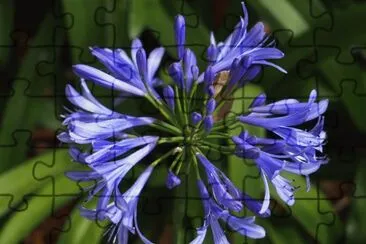 agapanto jigsaw puzzle