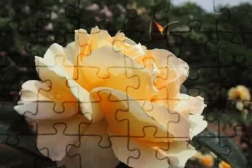 rosa jigsaw puzzle