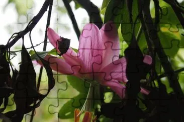 flor de curuba jigsaw puzzle
