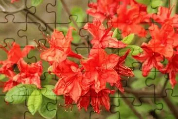 OK jigsaw puzzle