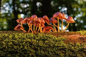Foto jigsaw puzzle