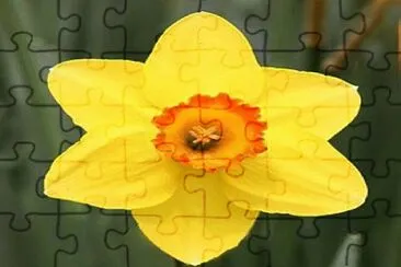 537 jigsaw puzzle