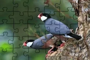 Foto jigsaw puzzle