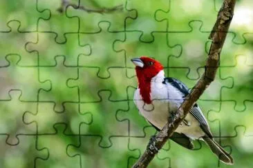 Foto jigsaw puzzle