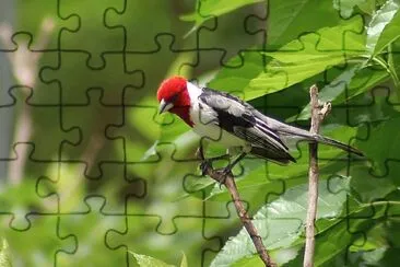Foto jigsaw puzzle