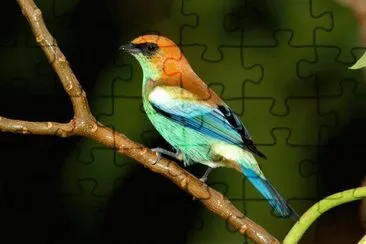 Foto jigsaw puzzle