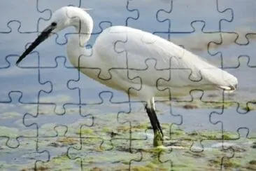 Foto jigsaw puzzle