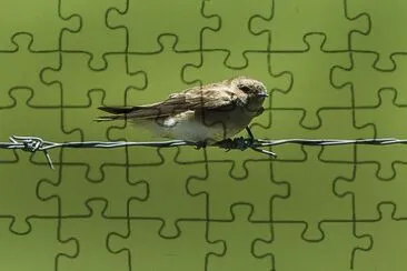 Rondine riparia paludicola jigsaw puzzle