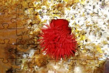 Actinia equina jigsaw puzzle