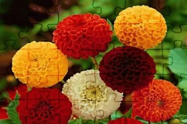 Dahlia jigsaw puzzle