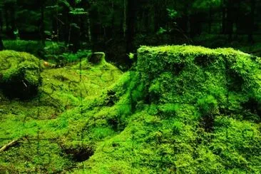 Foto jigsaw puzzle