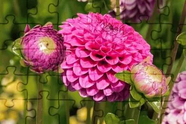  jigsaw puzzle