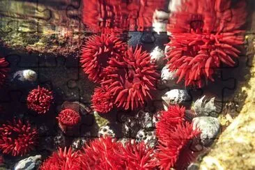 Actinia tenebrosa jigsaw puzzle
