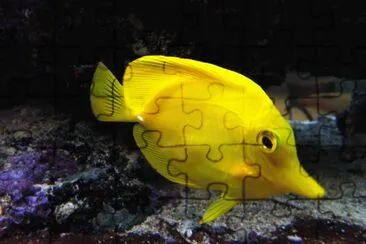 Foto jigsaw puzzle