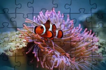 Foto jigsaw puzzle