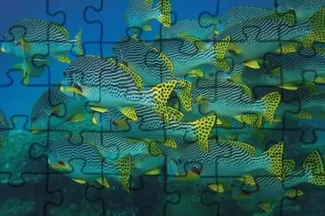 Foto jigsaw puzzle