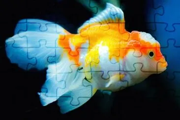 Foto jigsaw puzzle