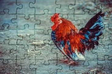Foto jigsaw puzzle
