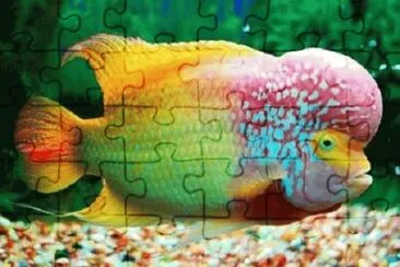 Foto jigsaw puzzle