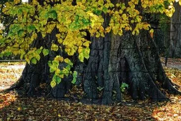 Foto jigsaw puzzle
