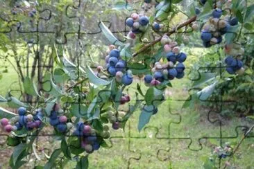 Foto jigsaw puzzle