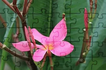  jigsaw puzzle