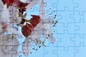  jigsaw puzzle