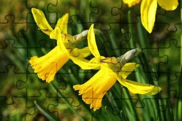 OK jigsaw puzzle