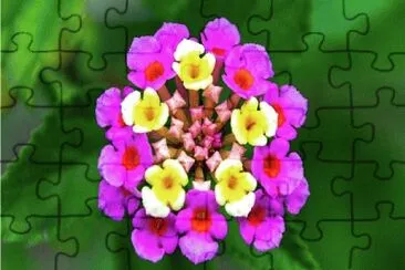 643 jigsaw puzzle