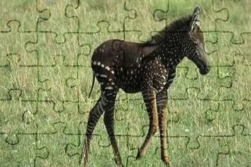 Zebra a pois