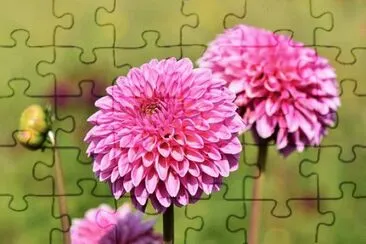 OK jigsaw puzzle