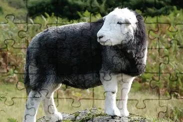 Herdwick