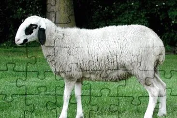 Brillenschaf