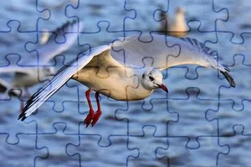 Foto jigsaw puzzle