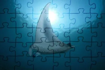 Foto jigsaw puzzle