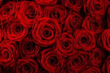 para armar mis foto concentidas jigsaw puzzle