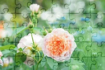 OK jigsaw puzzle