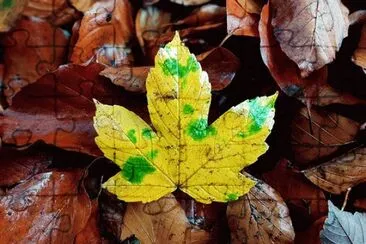 Foto jigsaw puzzle