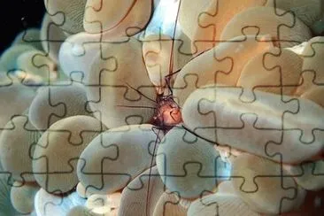 Foto jigsaw puzzle