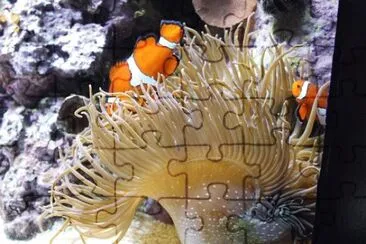 Foto jigsaw puzzle