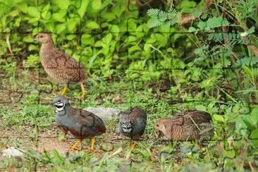 Foto jigsaw puzzle