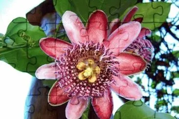 OK jigsaw puzzle