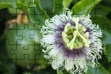 OK jigsaw puzzle