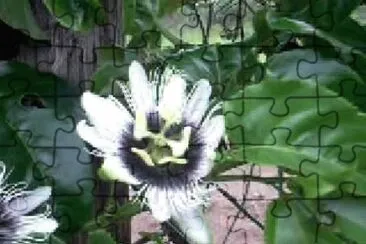 OK jigsaw puzzle