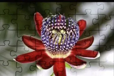 OK jigsaw puzzle