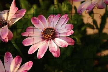 OK jigsaw puzzle