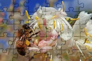 OK jigsaw puzzle