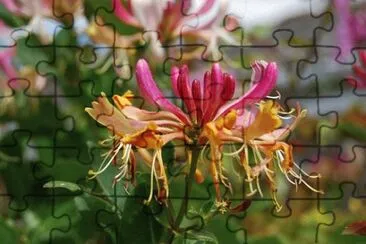 OK jigsaw puzzle